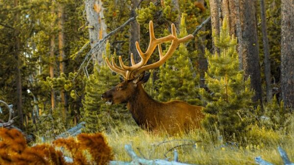 brown deer on green grass field during daytime