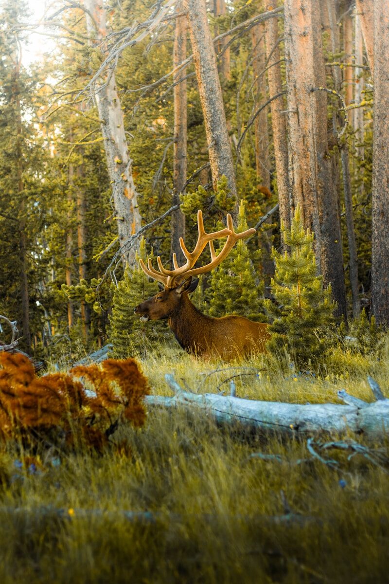 brown deer on green grass field during daytime