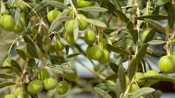 Olivera Katarina proslavila srpsku kulturu jedinstvenim glasom i glumom – stil glume i glas