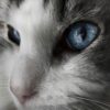 Close-up photograph of a cat's face highlighting its vivid blue eyes.