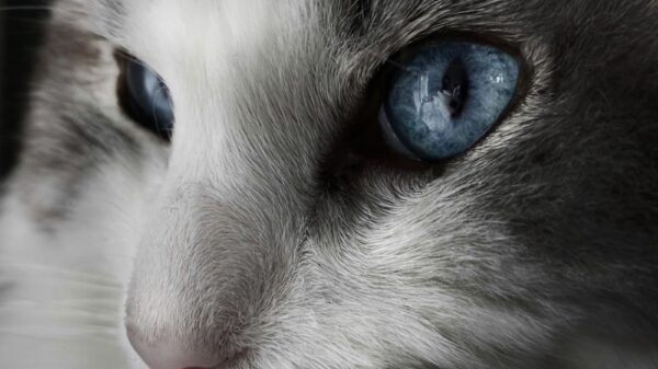 Close-up photograph of a cat's face highlighting its vivid blue eyes.
