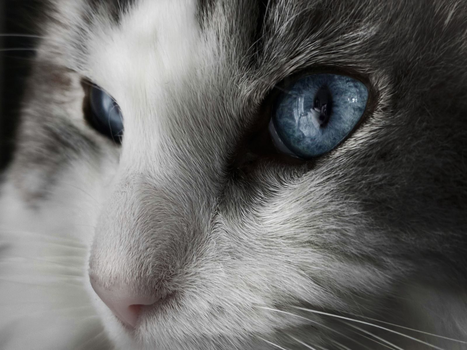 Close-up photograph of a cat's face highlighting its vivid blue eyes.