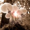 Glumac Majkl Forest iz serije 'Zvezdane staze' preminuo u 97. godini – Majkl Forest glumac