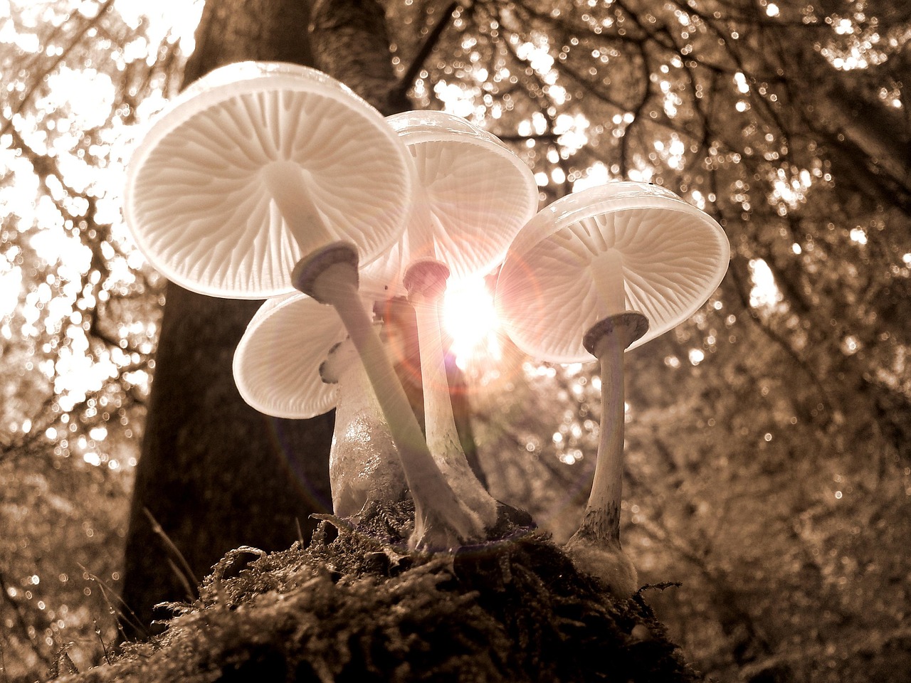 Glumac Majkl Forest iz serije 'Zvezdane staze' preminuo u 97. godini – Majkl Forest glumac